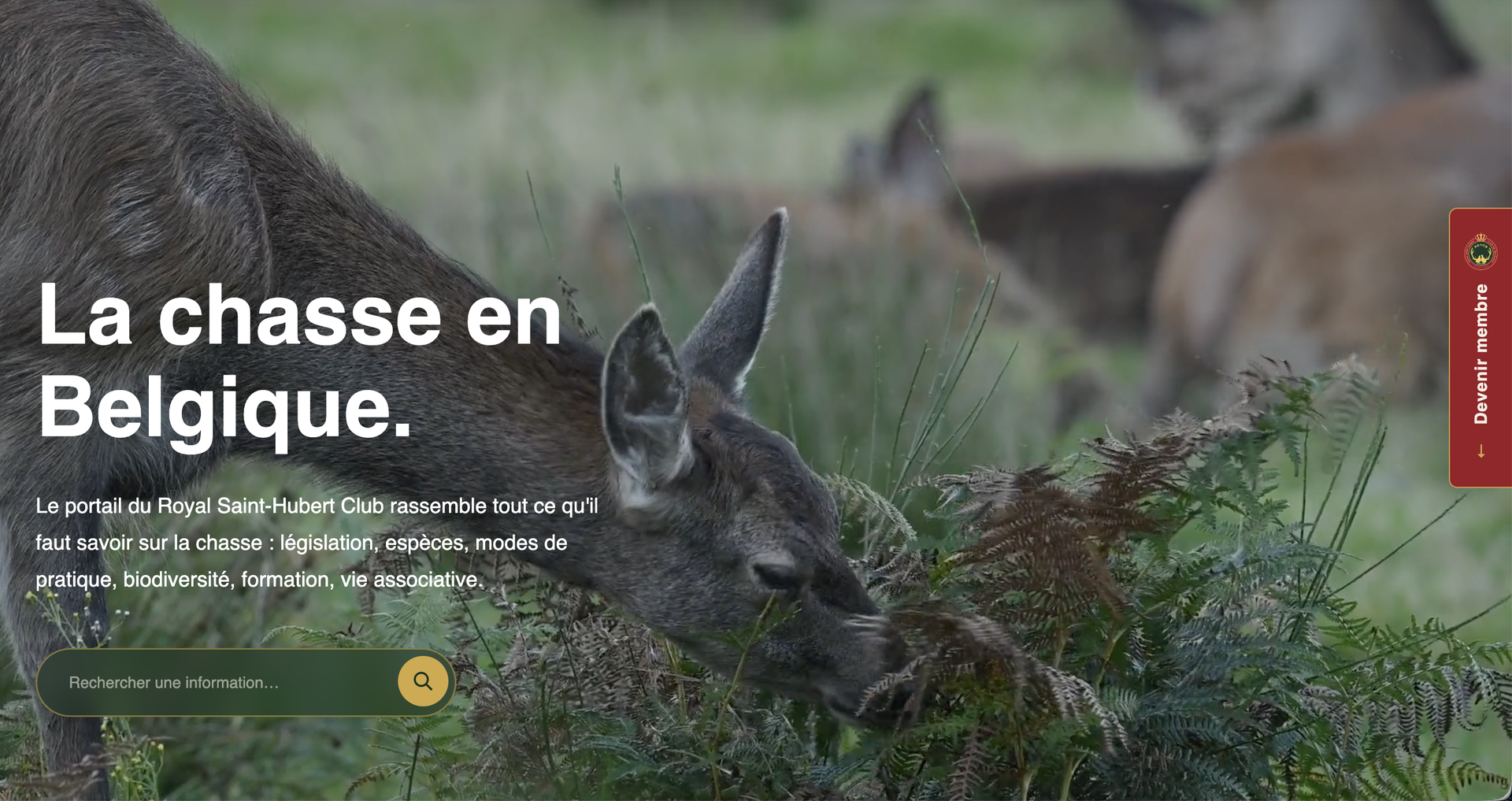 RSHCB — site réalisé par WebNest (aperçu 6)
